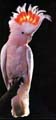 Major Mitchell Cockatoo