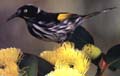 New Holland Honeyeater