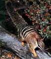 Numbat