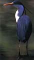 Pied Herron