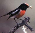 Red Capped Robin