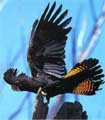 Red Tail Black Cockatoo