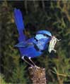 Splendid Wren