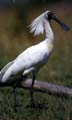 Spoonbill