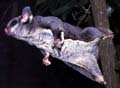 Sugar Glider