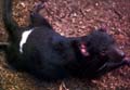 Tasmanian Devil