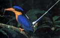 White Tail Kingfisher