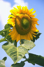 Sunflowr.jpg (25094 bytes)