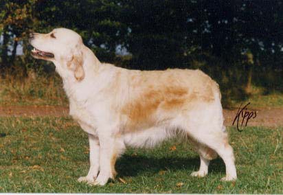 wispa