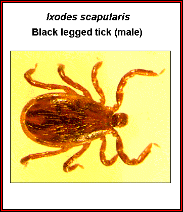 Ixodes_3.gif (28185 bytes)
