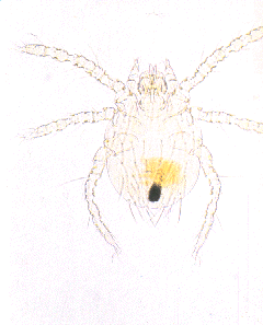 acaro.gif (21166 bytes)
