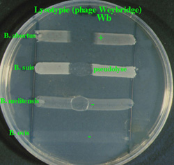 br19_lisotipia.jpg (29928 bytes)