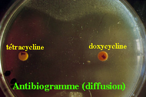 br24_antibio.jpg (33198 bytes)