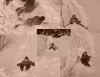 arslide.jpg (293604 bytes)