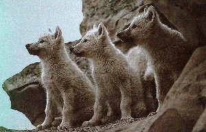wolfcubs.gif (62143 bytes)