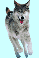 wolfrun1.gif (24829 bytes)