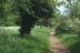 Path along the         
               Thames
