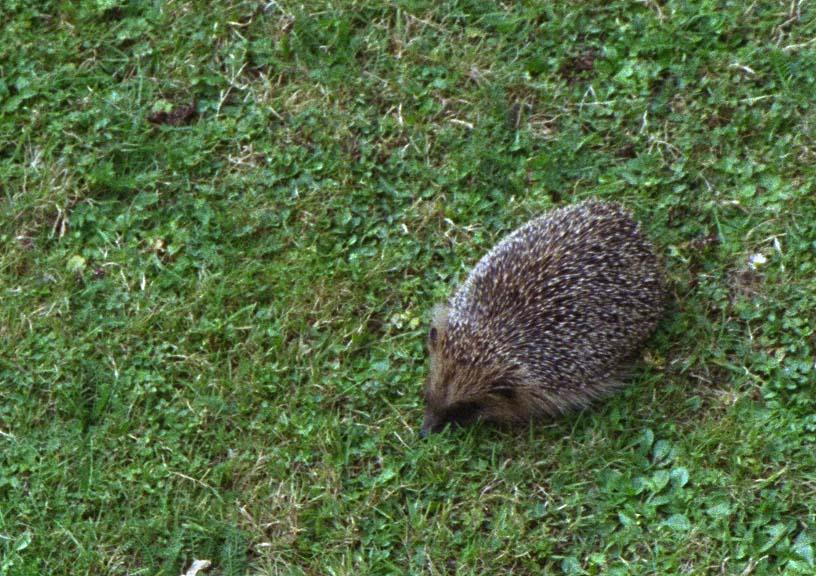 Spiny Norman