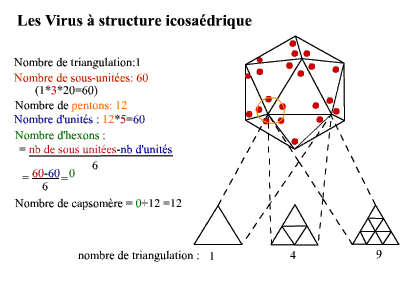 Taxus Pharma Virus Influenza A (H5N1)