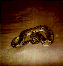 Ball Python Care Sheet