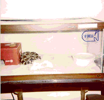 Demytri in his cage
