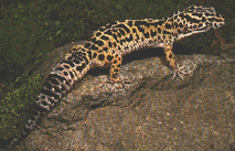 Leopard Gecko Care Sheet
