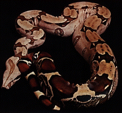 Boa Constrictor Care Sheet