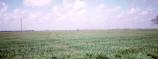 Whaplode Fen
