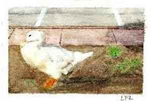 A Duck