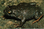 thumbnail view of critinnu.gif