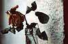 Fotograf�a bodeg�n, fotografia naturaleza, fotografia flores, fotografia experimental.