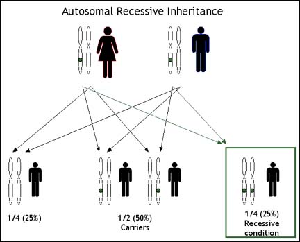 Recessive and Dominant Inheritance - Access Excellence @ the