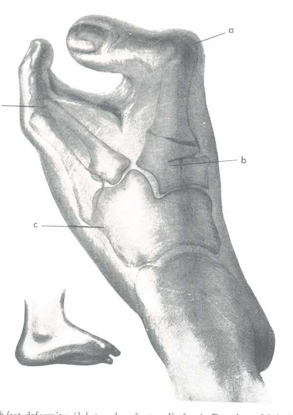 clawfoot.jpg (44845 bytes)