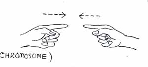 sign_n.jpg (10685 bytes)