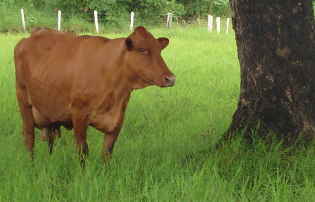 venezuelan creole cow