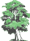 family tree