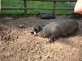 Rare Breeds..Click to see larger ..