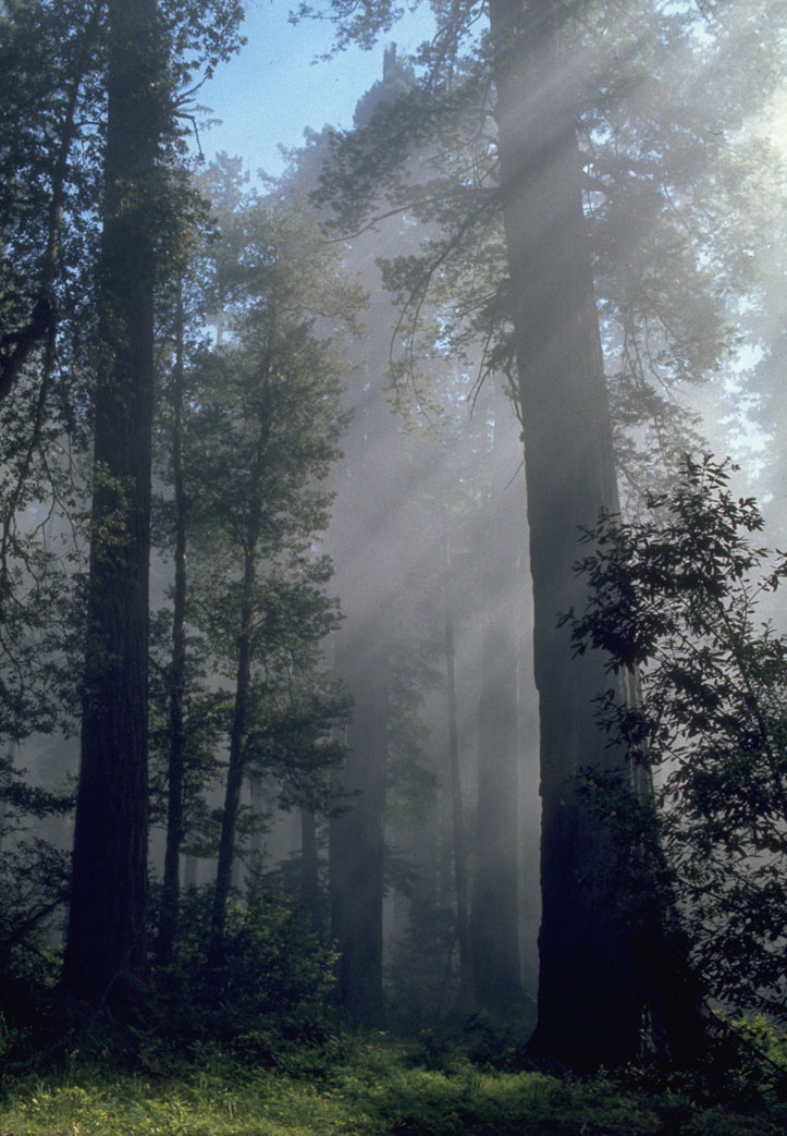 The sun rising behind the redwoods.