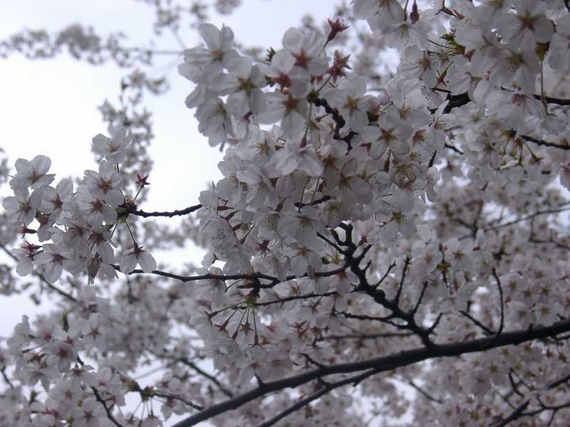 Ueno parc, Tokyo [click to return]
