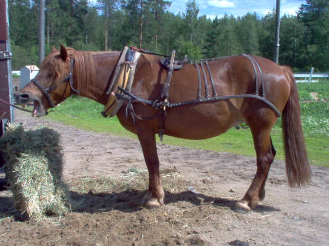  asfaloth, kopiointi kielletty!