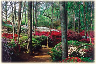 Calloway Gardens