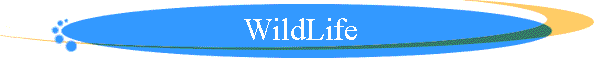 WildLife