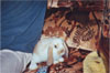 mon lapinou d'amour :')