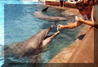 Dolphinfeed.jpg (60907 bytes)
