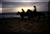 Horsebeach.gif (43970 bytes)
