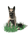 german_shepard_sitting_down_md_wht.gif (11903 bytes)