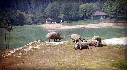 rhinos.jpg (37350 bytes)