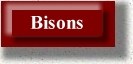Bisons