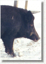 Sanglier