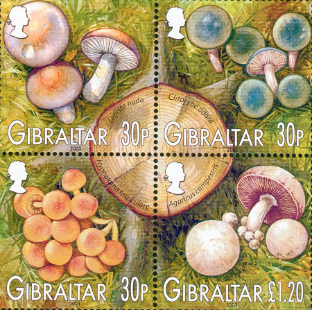 Fungi Set